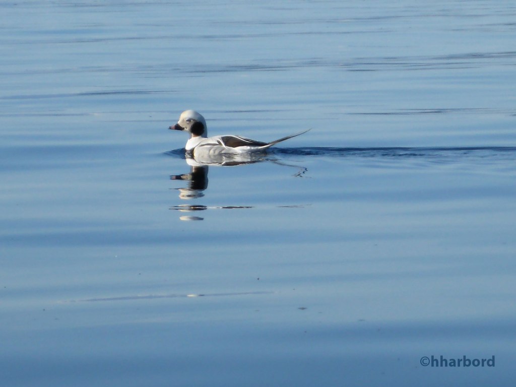 A Long Tailed Duck